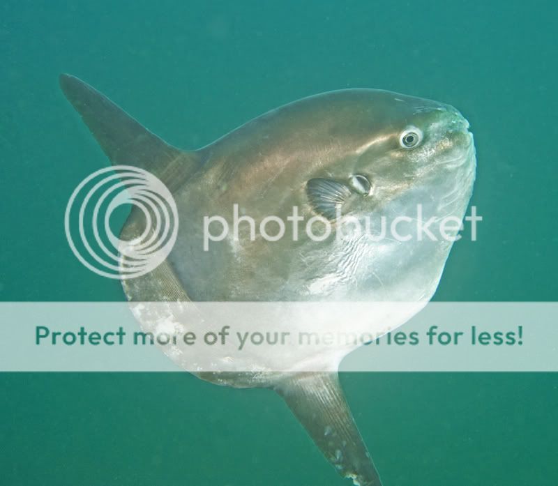 When it rains, it pours mola molas. | ScubaBoard